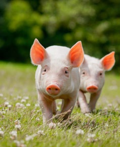 Csont, porc és izületerősítők