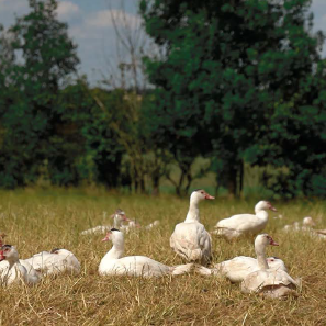 Volineo face aux ravages de l’influenza aviaire