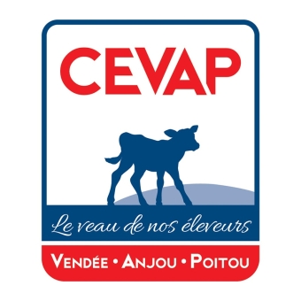 Cevap