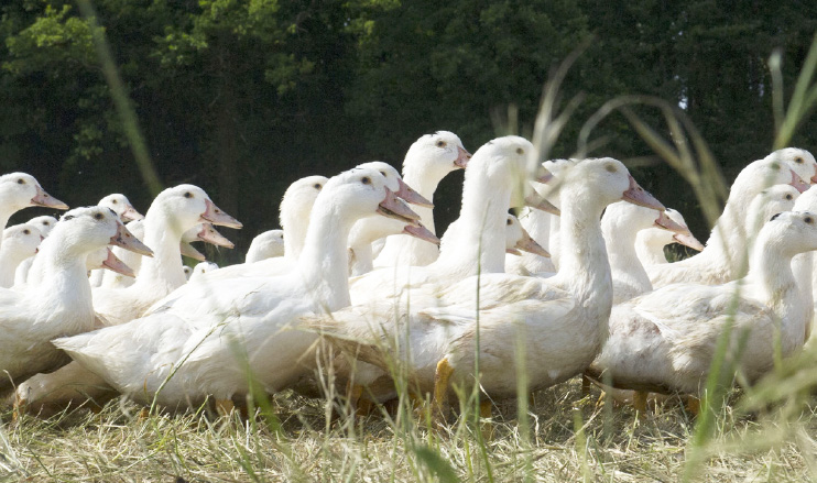 Filière de canards à foie gras